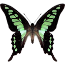 Glassy Bluebottle Swallowtail - Graphium cloanthus icon